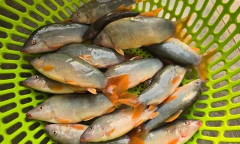 Sản vật miền Tây có tên gọi dễ nhầm lẫn, thịt béo chắc, giá đắt hơn cua