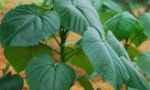 Cây dại mọc bờ bụi có tên vô cùng lạ, nay được ưa chuộng vì hương vị đặc biệt, ít ai được thưởng thức