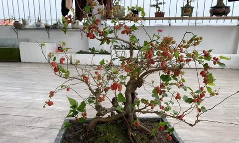 3 loại cây không nên trồng trong năm Bính Ngọ