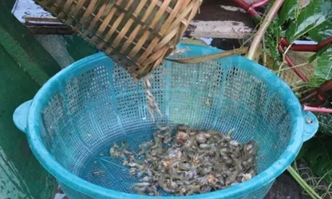 Đặc sản chỉ có ở Thanh Hóa, xưa không dám ăn nay làm nhiều món nổi tiếng, ít người được thưởng thức