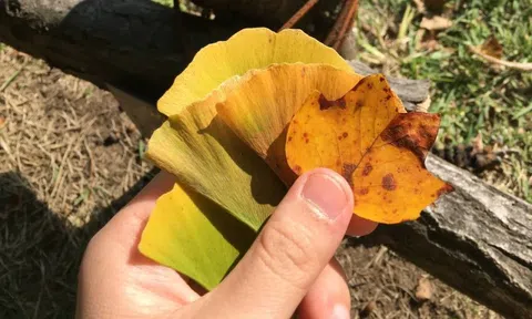 Sang tận Hàn để chụp ảnh cây lá vàng sống ảo, khách Việt ngỡ ngàng vì mùi lạ dưới gốc cây