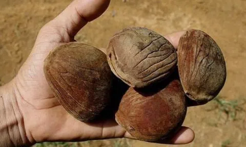 Loại quả mọc dại trong rừng có tên nghe kỳ lạ, xưa không ai biết giờ được người dân hái về, dùng thay mỡ lợn rất ngon