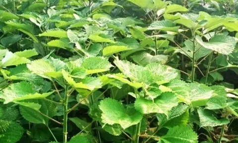 Cây dại mọc bờ bụi có tên rất lạ, xưa không ai biết đến nay làm thành món đặc sản nổi tiếng, hương vị đặc biệt