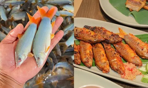 Sản vật miền Tây mùa nước nổi có tên dễ nhầm lẫn, thịt béo chắc, giá cả triệu đồng 1kg mà nhiều người tranh mua