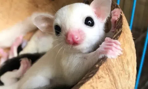 7 dòng sóc bay Úc đẹp nhất thế giới, thích hợp làm thú cưng trong không gian nhỏ 