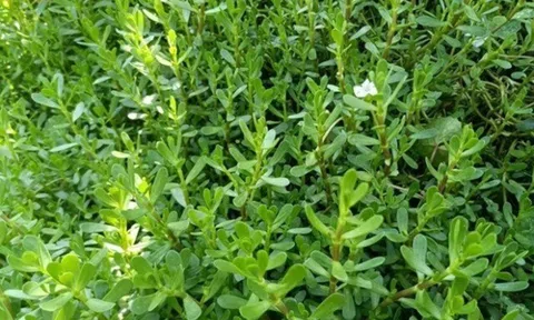 Cây dại mọc bờ mương có vị đắng, nay được ưa chuộng ở thành phố vì hương vị đặc biệt, vừa ngon vừa bổ