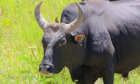 Ngắm đàn bò tót lai vạm vỡ sẵn sàng đón khách du xuân giữa núi rừng Khánh Hòa