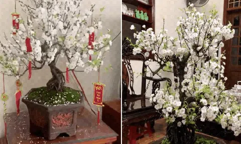 Đã tìm ra "vua hoa Tết" nở nghìn bông đẹp hơn tranh vẽ, chưng một chậu nhà sang gấp 100 lần