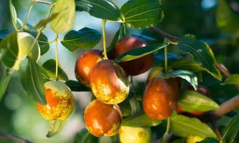 Loại quả xưa không ai biết đến, nay thành đặc sản dân thành phố ưa chuộng vì hương vị lạ, vang danh khắp nơi