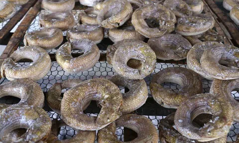 Loại cá có tên lạ "uốn tròn" bày lên mâm cúng, là đặc sản được ưa chuộng dịp Tết Nguyên đán, 180.000 đồng/kg