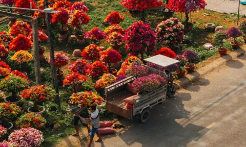 Làng hoa giấy đẹp mê ở Vĩnh Long dịp giáp Tết, khách vượt xa tới check-in