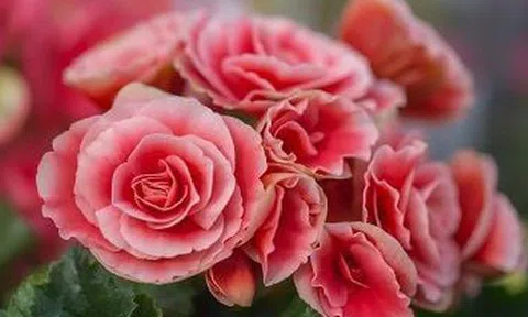 5 loại cây đặt trong nhà ngày Tết sạch không khí, đón tài lộc, tăng tuổi thọ