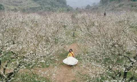 Mộc Châu khoác áo xuân: Trắng đồi mận, xanh đồi chè