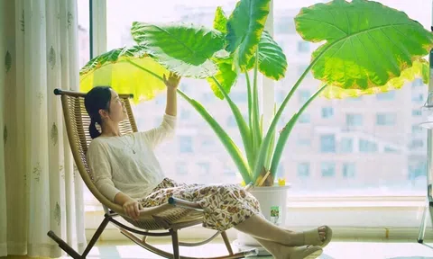 Cây trong phòng khách không phải nhiều là tốt: 3 loại nên trồng - 2 loại người xưa tránh xa