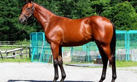 5 thú cưng đắt nhất hành tinh: Chỉ giới siêu giàu mới dám bỏ hơn 1.000 tỷ đồng để sở hữu một con vật nuôi