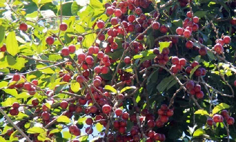 Loại quả xưa không ai ngó ngàng giờ được dân thành phố ưa chuộng vì hương vị lạ, giá 30.000 đồng/kg