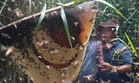 Du khách mê trải nghiệm ăn ong giữa rừng Cà Mau
