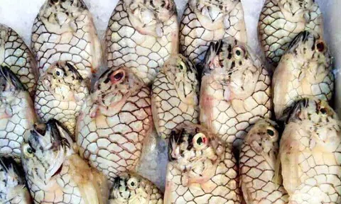 Loài cá tên giống một loại trái cây, được "săn lùng" vì thịt thơm ngon, giá 500.000 đồng/kg