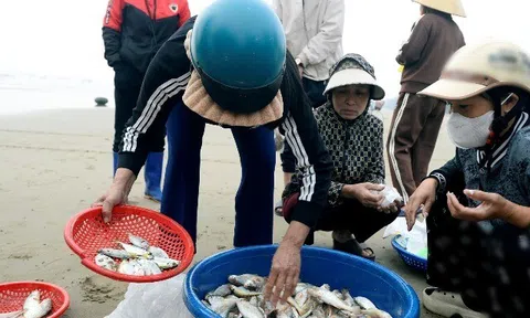 Loài cá thân mềm giá tới 1 triệu đồng/kg "cháy hàng"