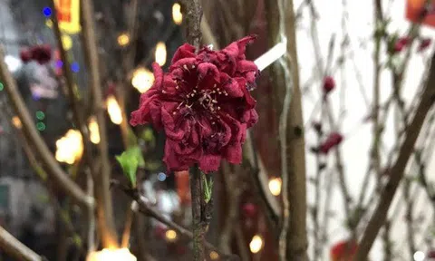 Qua mùng 8 Tết: Tiễn ngay 3 thứ này khỏi nhà kẻo xui cả năm, tiền làm bao nhiêu cũng hết sạch