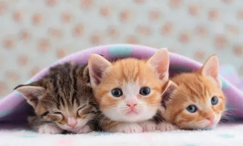 5 thú cưng mang lại hạnh phúc cho người cao tuổi, có loài giúp giảm nguy cơ mất trí nhớ