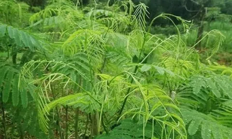 Cây dại “bốc mùi” được ví như “lộc trời”, là món ngon nổi tiếng với hương vị lạ, dân thành phố ưa chuộng