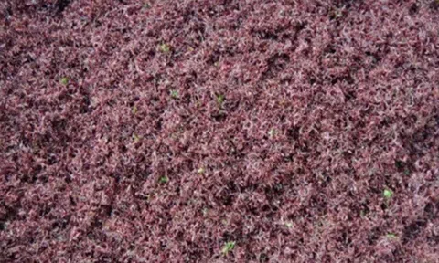 "Lộc trời" mọc trên đá có tên rất lạ, xưa không ai ngó ngàng nay thành đặc sản nổi tiếng, dân thành phố săn lùng