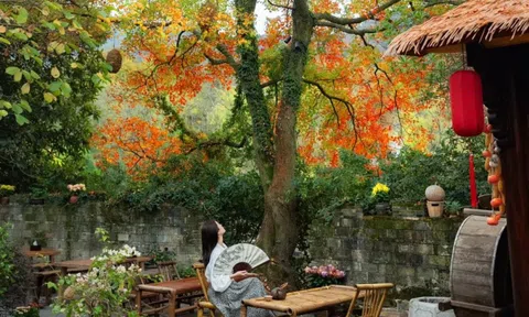 Dù giàu hay nghèo, trước khi trồng cây trong sân hãy nhớ 3 điều nên làm - 4 điều tuyệt đối tránh để khỏi “rước” rắc rối về nhà