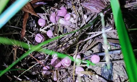 Đặc sản chỉ có vào mùa mưa, xưa không ai ăn nay dân thành phố thích mê, không mấy ai được thưởng thức