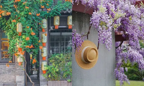 Đừng dại trồng 8 loại cây này trong nhà và sân vườn: Đẹp trước mắt, “đau ví” về sau