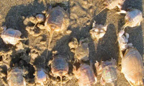 Đặc sản chỉ có ở Quảng Ngãi, xưa không ai ăn nay nổi tiếng khắp nơi, có tiền cũng khó mua được, giá 250.000 đồng/kg