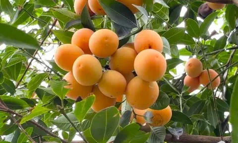 Từ cây dại, thanh trà ở Vĩnh Long thành đặc sản