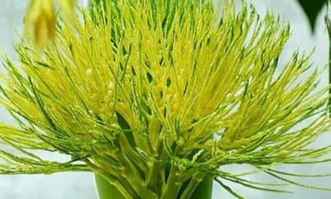 Hoa của cây quen thuộc xưa không ai ăn, nay làm thành món đặc sản nổi tiếng vừa ngon vừa lạ, ai cũng mê