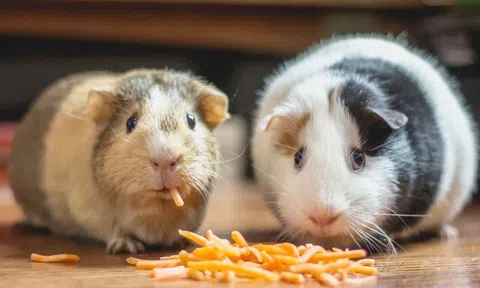 8 thú cưng mini siêu dễ thương thích hợp nuôi trong phòng nhỏ, con nào cũng độc lạ nhìn là thích mê