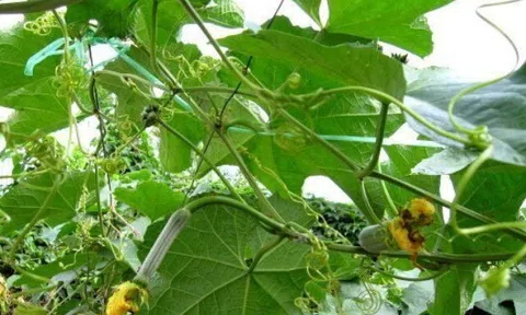 Loại lá xưa không ai ăn, giờ thành món ngon được chị em nội trợ "săn lùng", muốn mua cũng khó