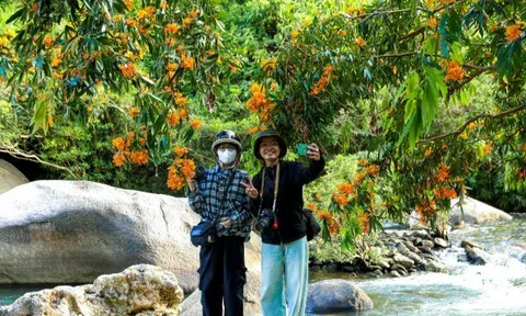 Hoa rì đua nở, nhuộm vàng suối rừng Đà Nẵng