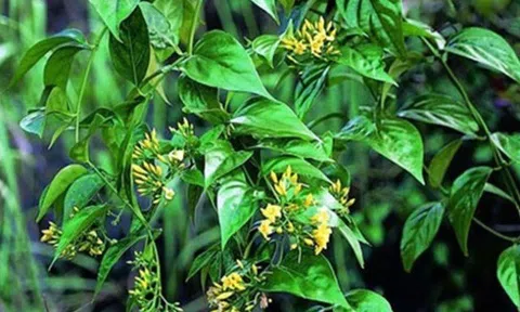 Loại lá xưa không ai dám ăn, nay thành món đặc sản nổi tiếng ở Lai Châu, du khách thích mê vì hương vị lạ lẫm