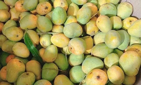 Loại quả "lạ mà quen", xưa không ai biết đến nay thành đặc sản nhờ hương vị đặc biệt, dân thành phố thích mê