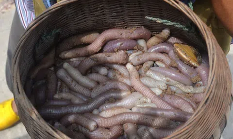 Món "bim bim" là đặc sản Quảng Ninh xưa là sản vật tiến vua, nay giá vài triệu đồng một cân vẫn đầy người mua