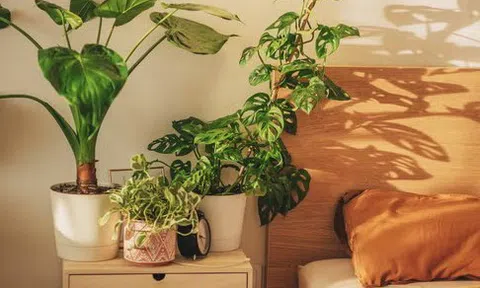 3 loại cây cảnh tuyệt đẹp cần có trong nhà để ngủ ngon, sung sức