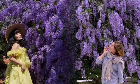 Không phải hoa sưa, cũng chẳng phải hoa ban trắng, tọa độ check in hoa mai xanh Thái đang được dân tình mê đắm