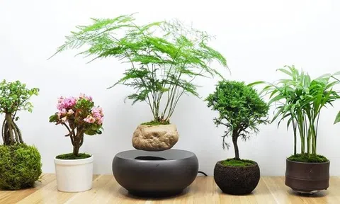 12 con giáp trồng cây gì trong tháng 3 để kích hoạt tài vận?