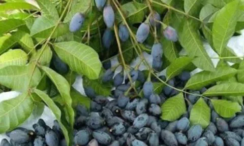 Đặc sản được ví là “lộc trời” nhờ hương vị lạ, chế biến thành vạn món ngon, 250.000 đồng/kg vẫn có người mua