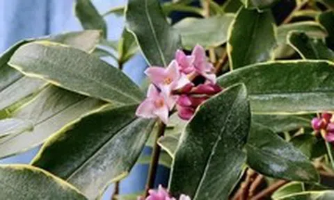 3 loài hoa dễ trồng, chạm đất là sống: Vài năm sau thân còn hóa gỗ, dáng đẹp như bonsai tiền triệu