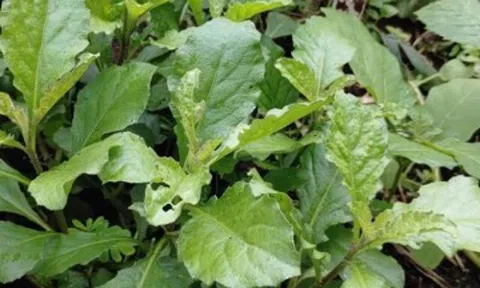 Cây dại mọc đầy bờ mương “lên đời” thành đặc sản, được ưa chuộng vì hương vị lạ, nấu món nào cũng ngon