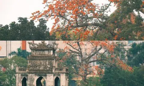 Ngắm loạt ảnh mùa cây thay lá, hiểu vì sao Hà Nội lọt top 50 thành phố đẹp nhất thế giới