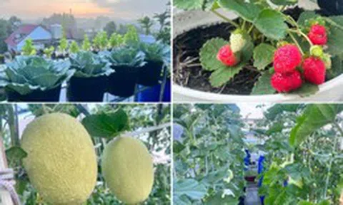 Mẹ đảm Đồng Nai biến sân thượng 90m2 thành "siêu thị" tại gia, nuôi gà tầng hầm, thu hoạch rau quả mỏi tay