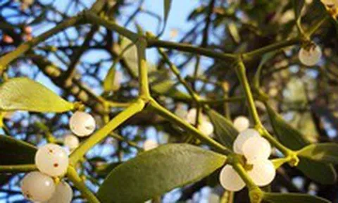 5 loại cây mang lại vận rủi, không nên trồng trong nhà