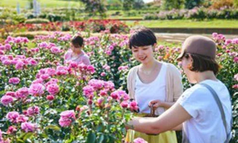 Không chỉ có hoa anh đào - Kanto còn là điểm đến lý tưởng để chiêm ngưỡng nhiều loài hoa rực rỡ, dễ dàng khám phá trong ngày từ Tokyo