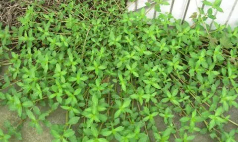 Cây dại mọc bờ bụi nay thành đặc sản nhờ hương vị lạ, nấu món nào cũng ngon, càng ăn càng mê